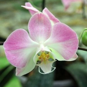 Фаленопсис Сандера (Phalaenopsis sanderiana) фото