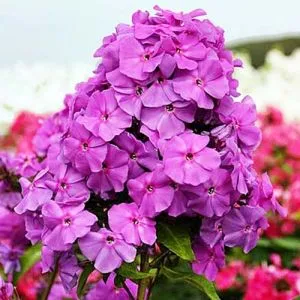 Флокс Amethyst фото