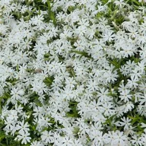 Флокс Early Spring White фото