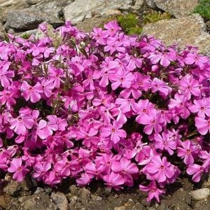 Флокс Millstream Daphne фото