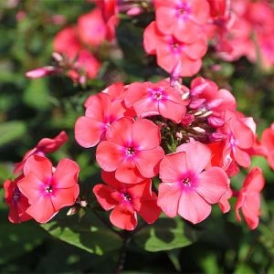Флокс Starfire фото