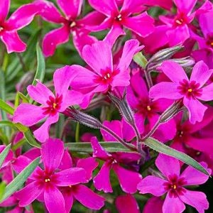 Флокс Scarlet Flame фото