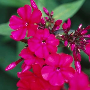 Флокс Tenor (Длительное цветение) фото