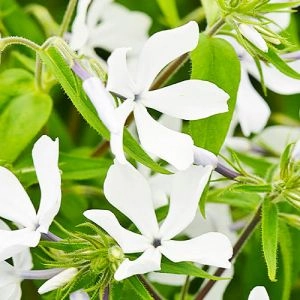 Флокс растопыренный White Perfume фото