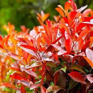 Фотиния Фразера Dynamo Red фото