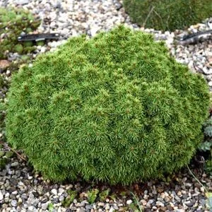 Ель канадская Alberta Globe фото