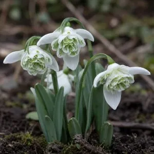 Подснежник Flore Pleno фото