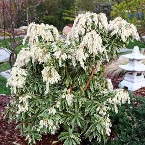 Пиерис Variegata фото