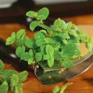 Мята Pineapple Mint фото