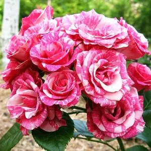 Роза бордюрная Pink Flash фото