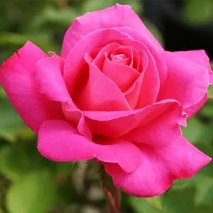 Роза Pink Peace фото