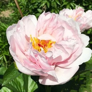 Пион Pink Vanguard фото