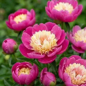 Пион Bowl of Beauty 3-5 почек фото