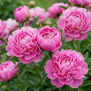 Пион Edulis Superba 3-5 почек фото