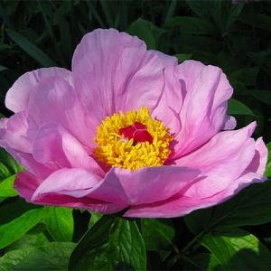 Пион May Lilac фото
