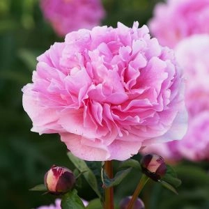 Пион Pietertje Vriend Wagenaar фото