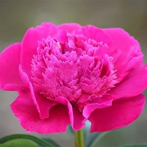 Пион Pink Pom Pom фото
