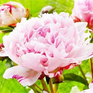 Пион Sarah Bernhardt Unique 3-5 почек фото