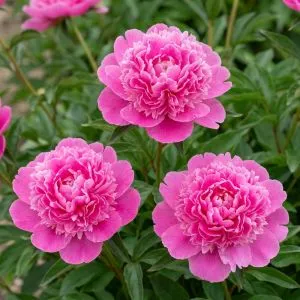 Пион Bouquet Perfect фото