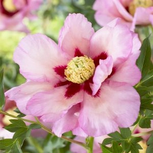 Пион ITOH Pastel Splendor фото