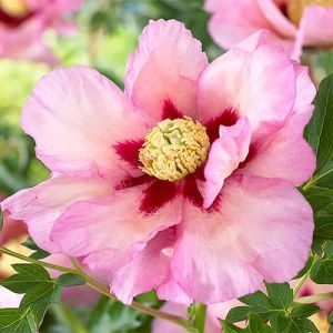 Пион ITOH Pastel Splendor 1-2 почки фото