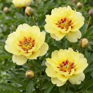 Пион ITOH Yellow Waterlily фото