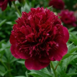 Пион Red Charm фото