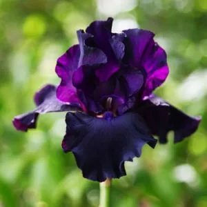 Ирис Superstition фото
