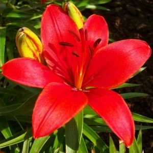Лилия Ceb Crimson фото