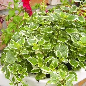 Плектрантус колеусовидный Variegata фото