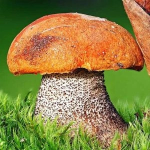 Подосиновик обыкновенный фото