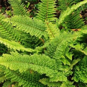 Многорядник Plumoso-densum фото