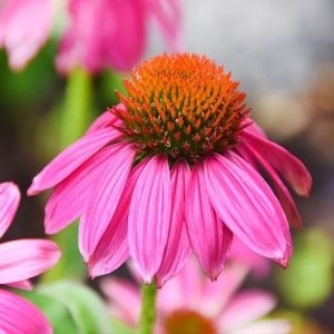 Эхинацея PowWow Wild Berry фото