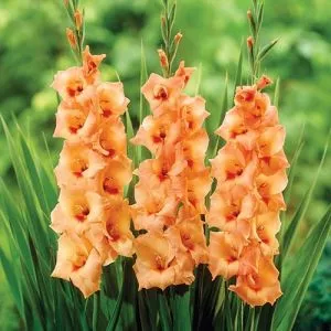 Подарок! Гладиолус Peter Pears фото