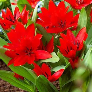 Тюльпан Praestans Van Tubergen's Variety фото