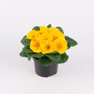 Примула Salome Golden yellow фото