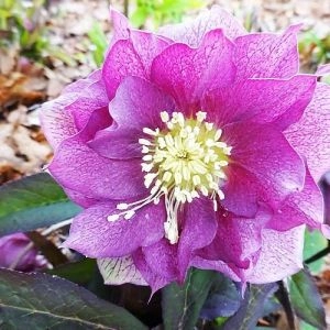 Морозник Prince Double Dark Pink фото