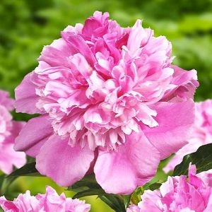 Пион Bouquet Perfect фото