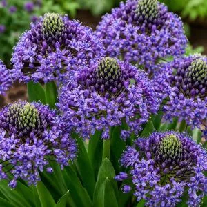 Пролеска Peruviana фото