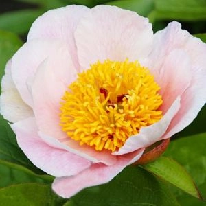 Пион Promenade фото