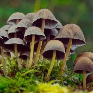 Псилоцибиновых Грибов  фото