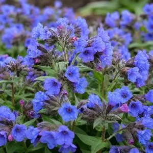 Пульмонария Blue Ensign фото