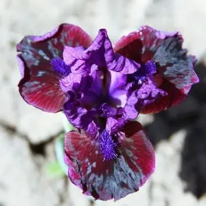Ирис Pumila Ночной Клаб Дэнс фото