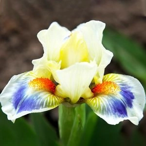 Ирис Pumila Spring Into Summer фото