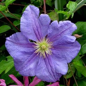Клематис Perle d'Azur фото