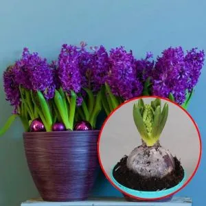 Гиацинт Purple Sensation Diamond Collection (горшок 9 см) фото
