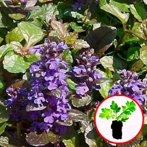 Аюга Purple Brocade (рассада) фото