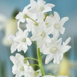 Пушкиния Libanotica Alba фото