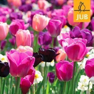 Микс ландшафтный Quiet Contrasts (Брендовые луковицы Jub Holland) фото