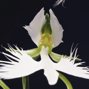 Габенария Radiata Ginga фото